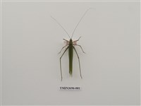 藏品(直翅目(4))的圖片